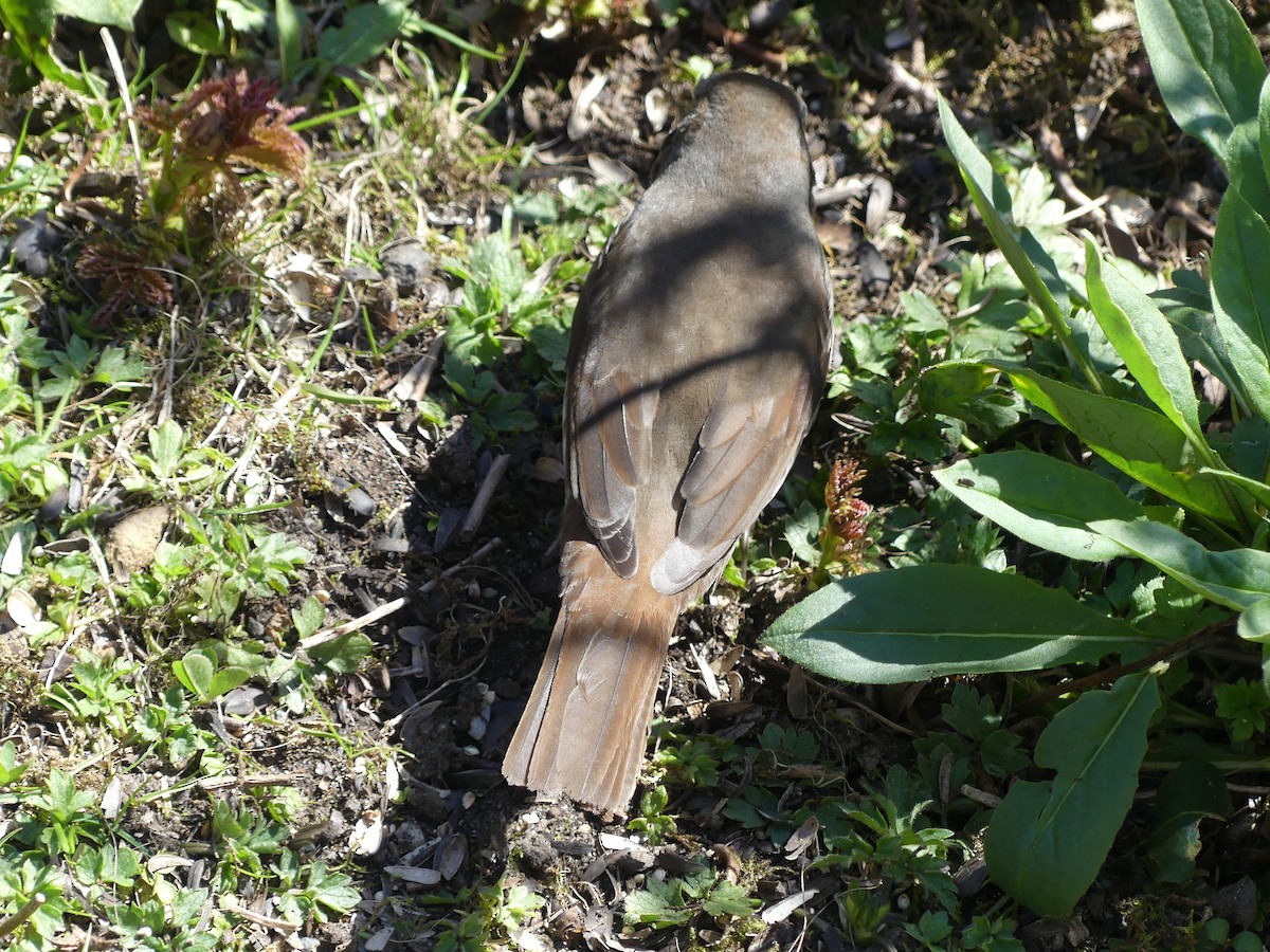Fox Sparrow (Sooty) - ML617678401