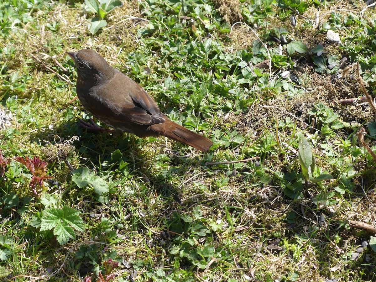 Fox Sparrow (Sooty) - ML617678402