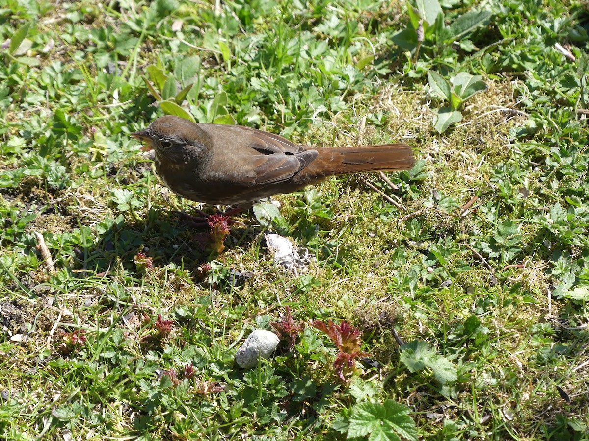 Fox Sparrow (Sooty) - ML617678404