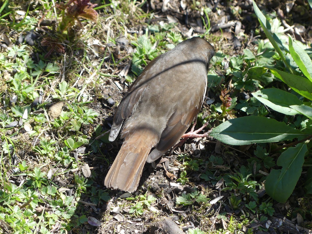 Fox Sparrow (Sooty) - ML617678406