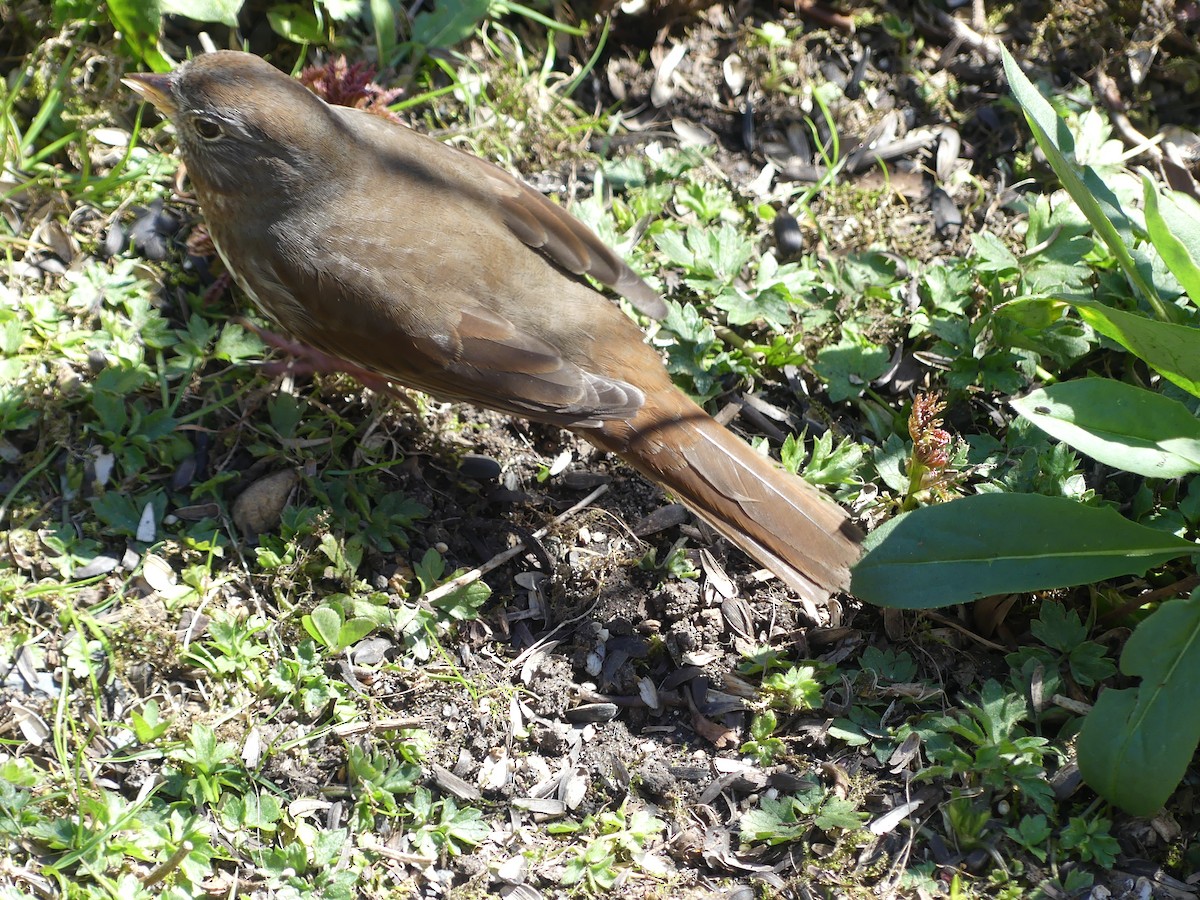 Fox Sparrow (Sooty) - ML617678408