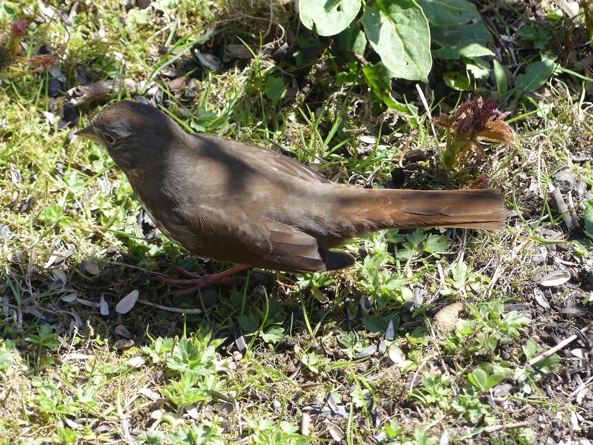 Fox Sparrow (Sooty) - ML617678409
