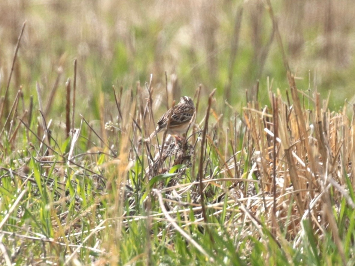 Grasshopper Sparrow - ML617678423