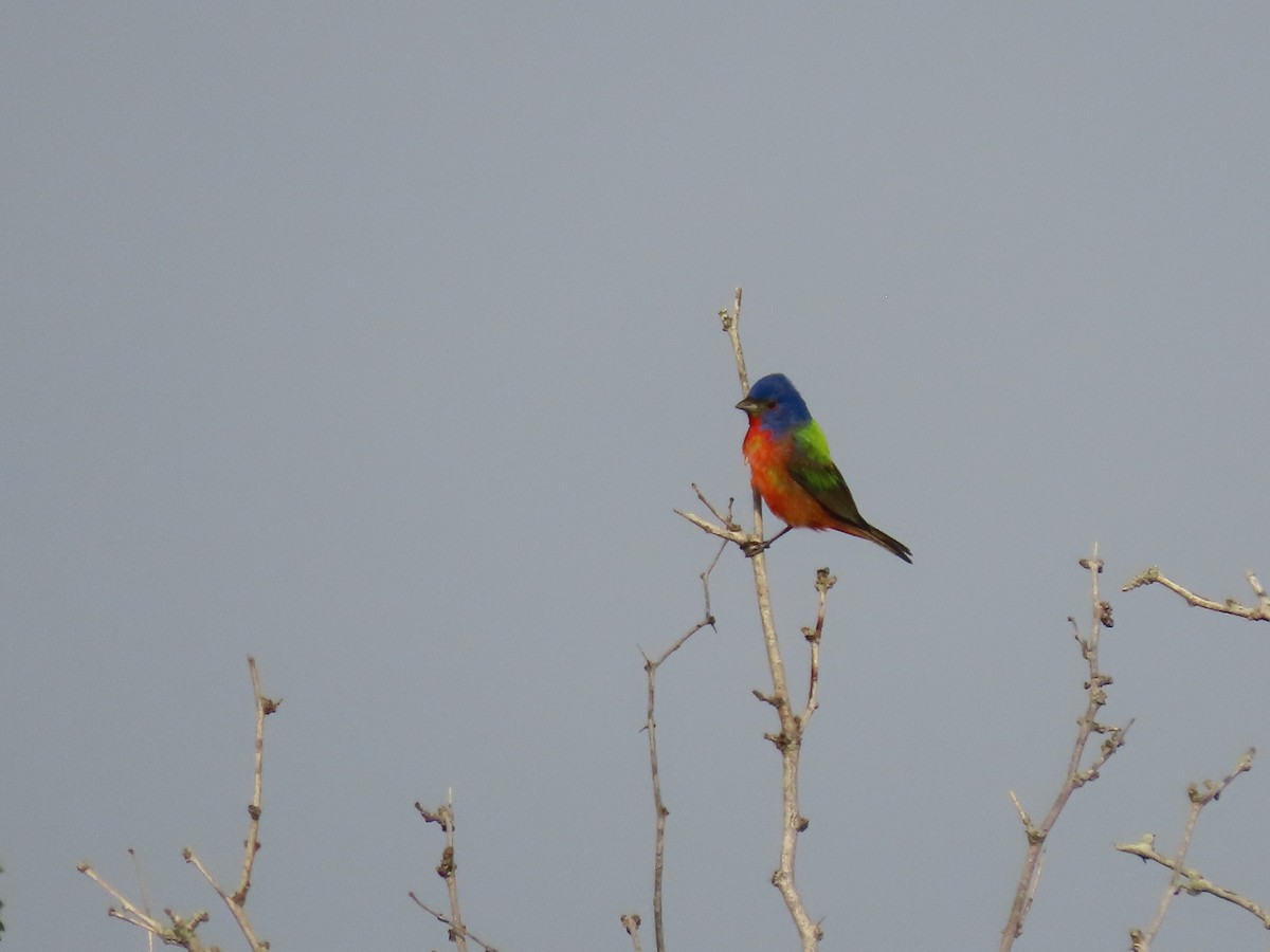 Painted Bunting - ML617678427