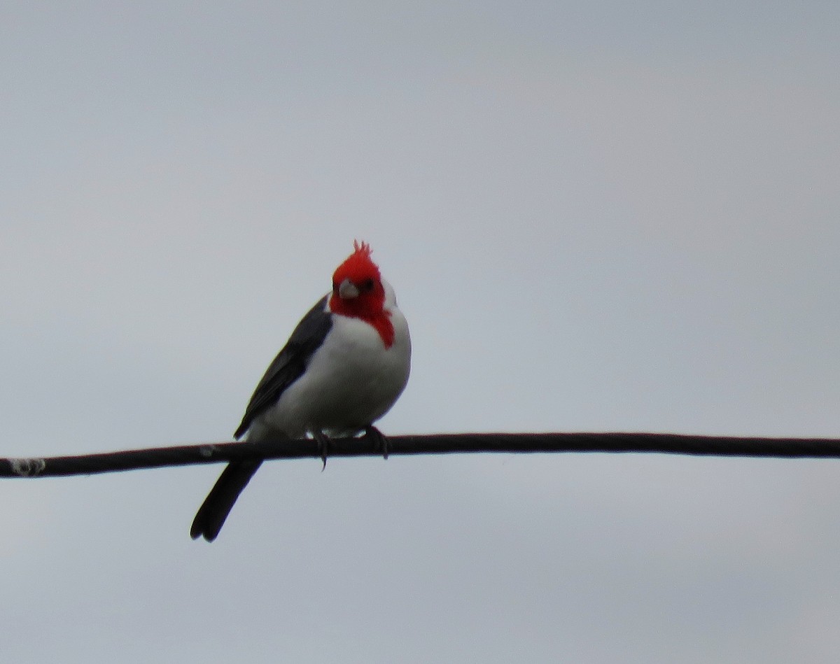 Red-crested Cardinal - ML617678713