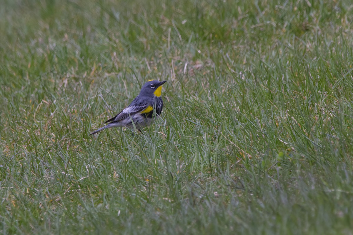 Yellow-rumped Warbler (Audubon's) - ML617678714