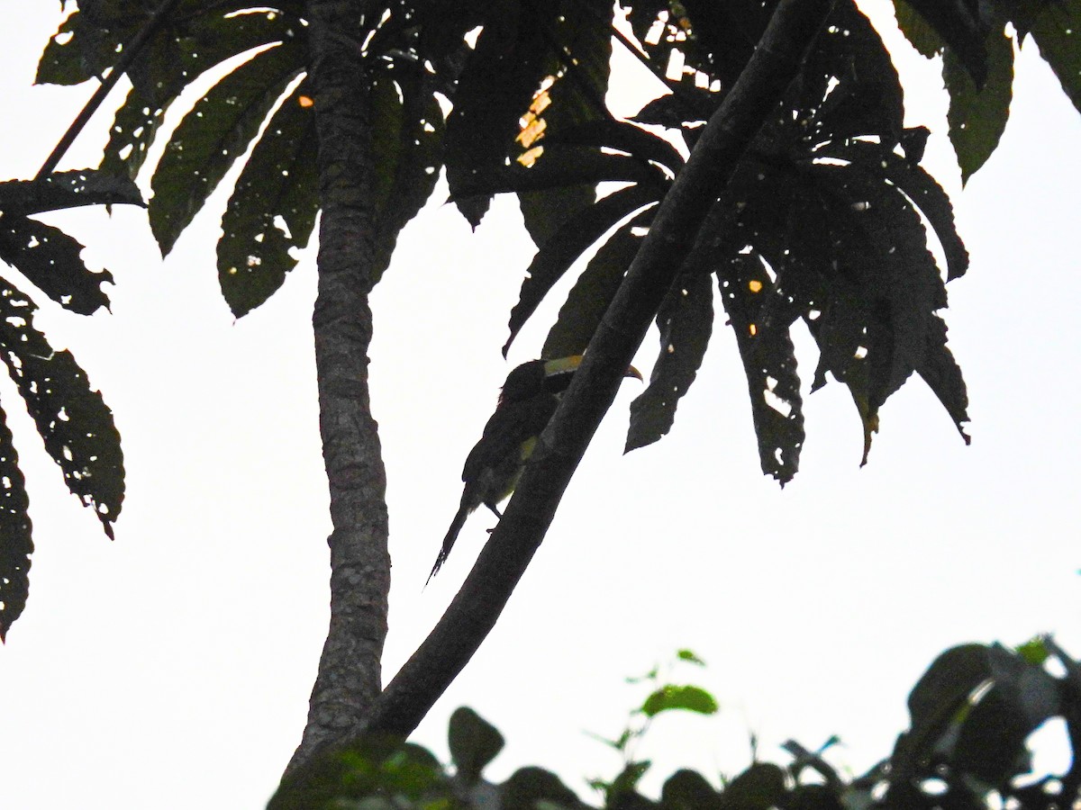 Red-necked Aracari - ML617678797