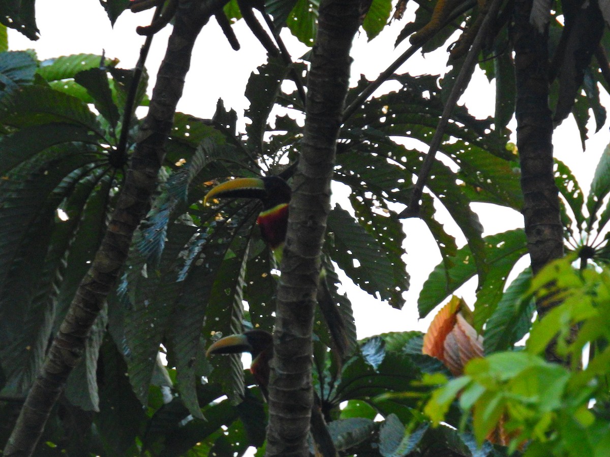 Red-necked Aracari - Raul Afonso Pommer-Barbosa - Amazon Birdwatching