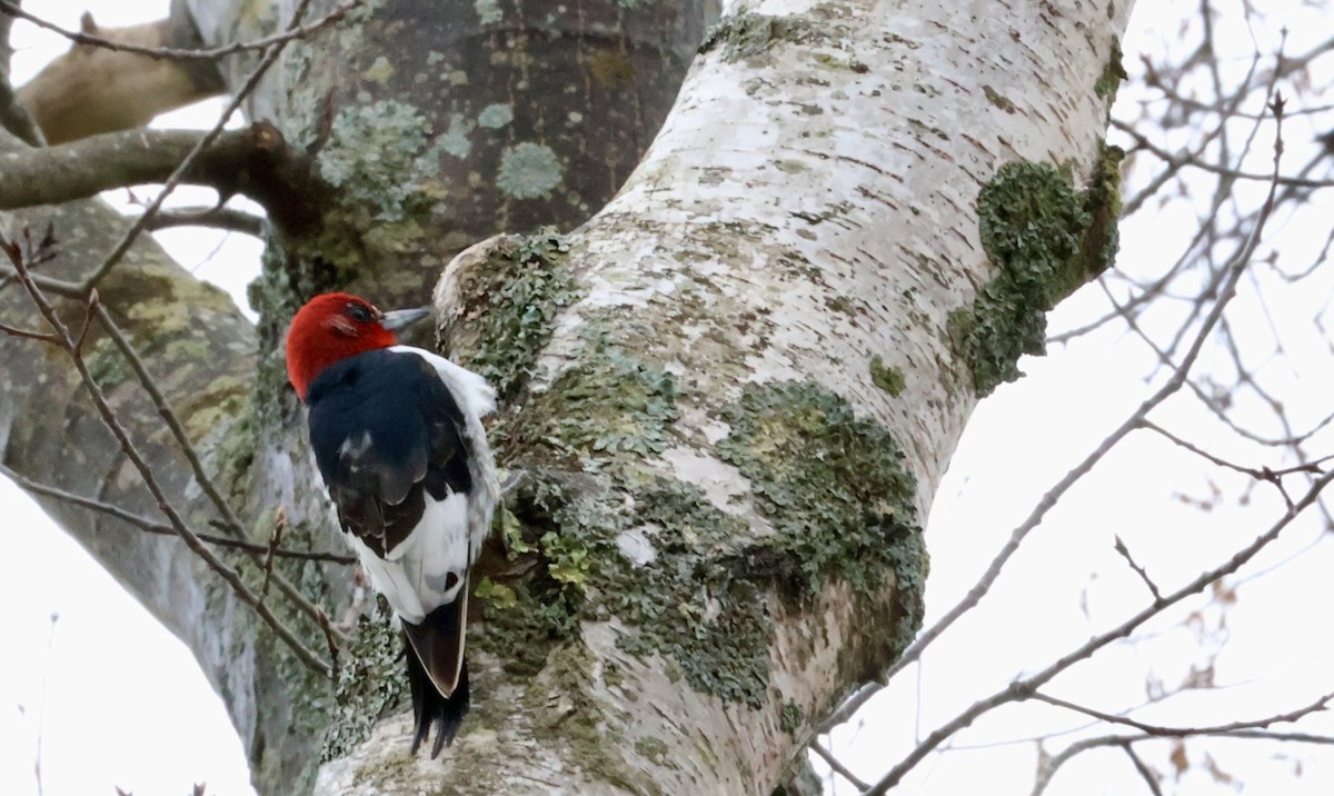 Red-headed Woodpecker - ML617678808