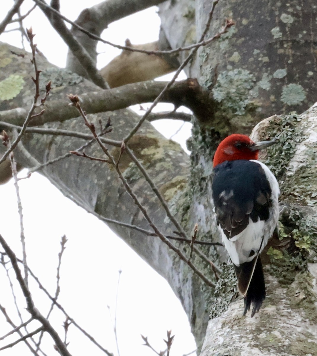 Red-headed Woodpecker - ML617678809