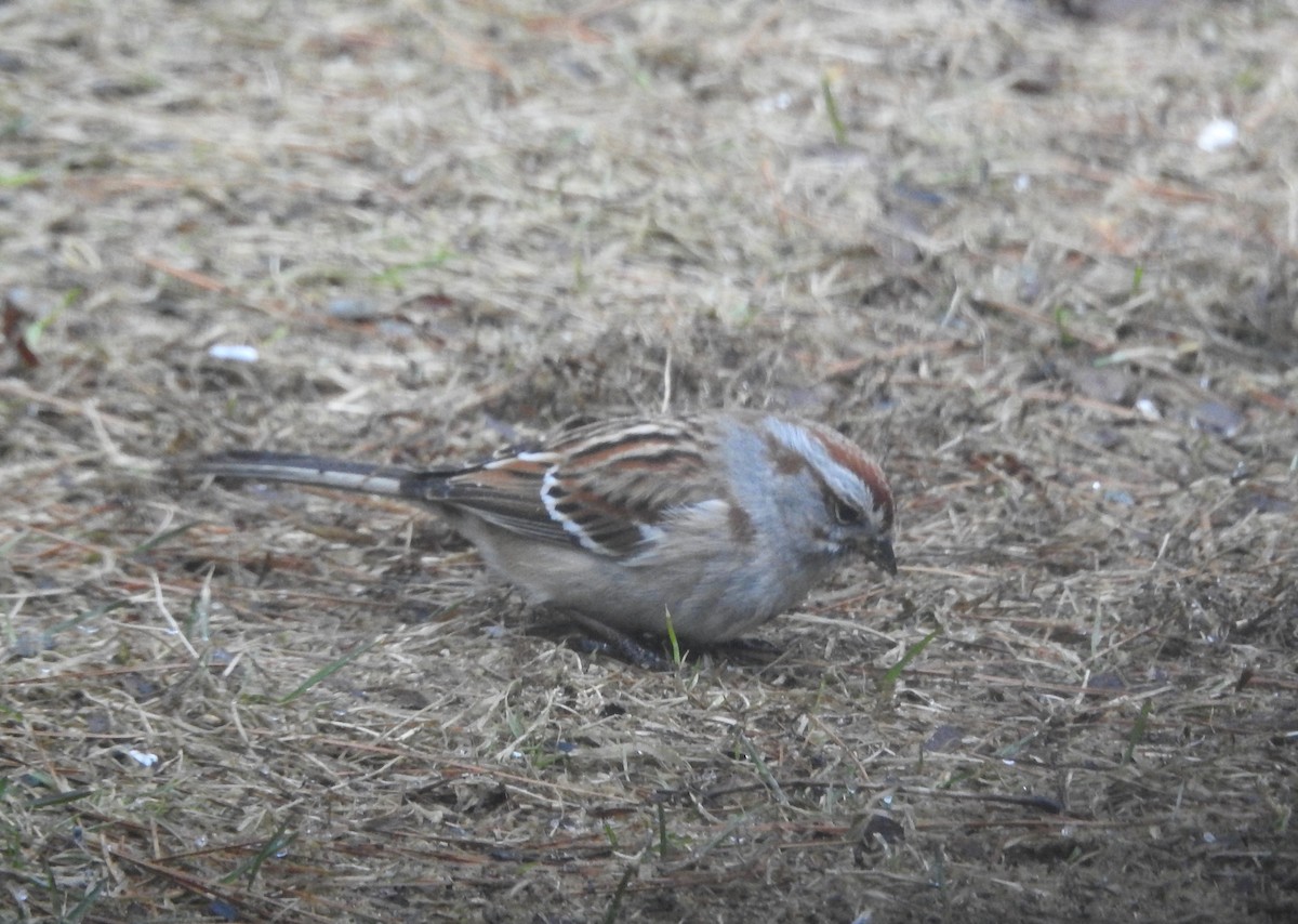 American Tree Sparrow - ML617678814