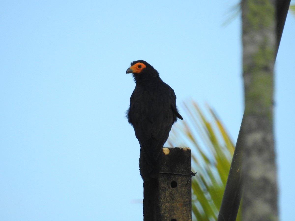Black Caracara - Raul Afonso Pommer-Barbosa - Amazon Birdwatching