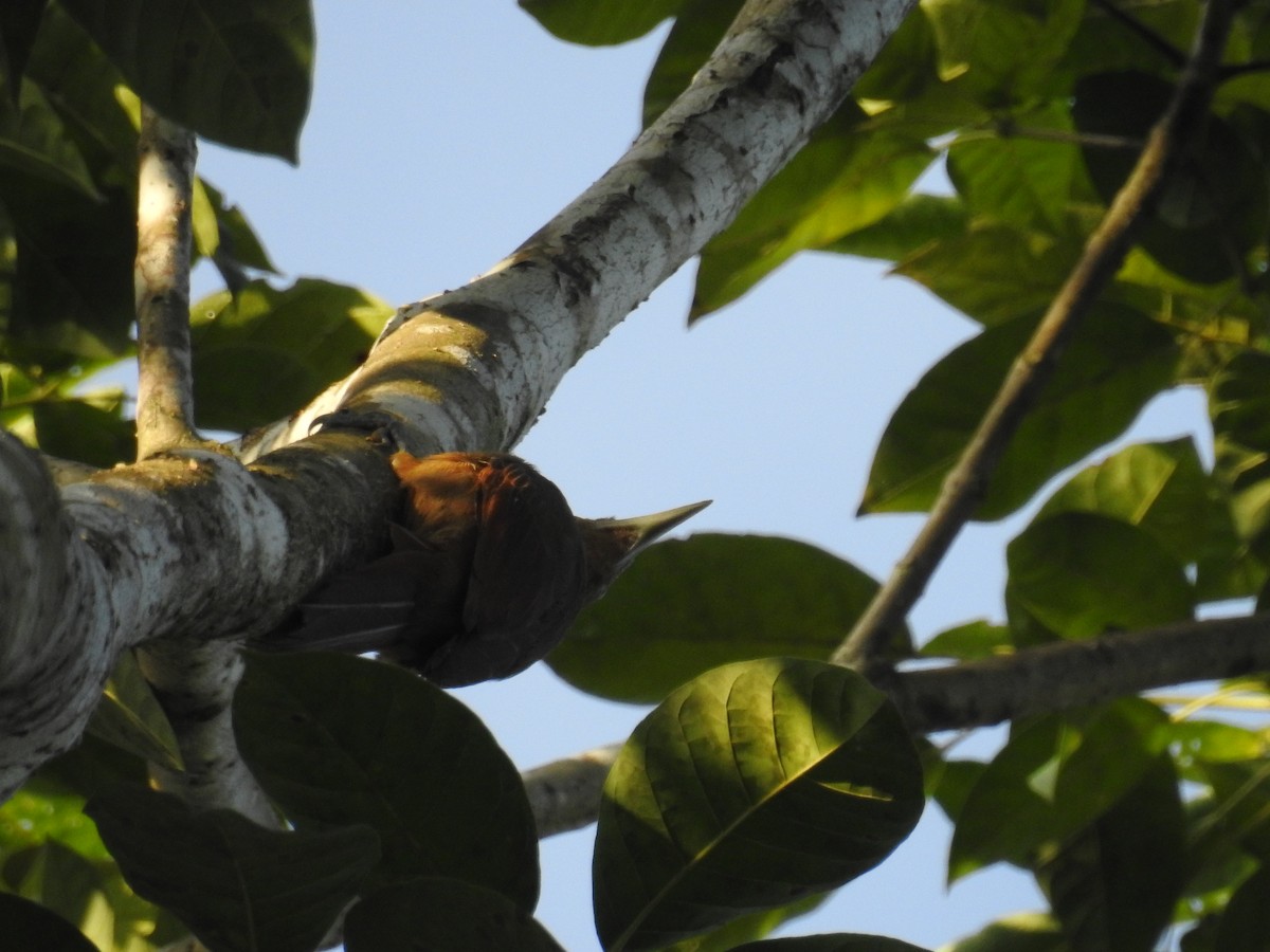 Cinnamon-throated Woodcreeper - Raul Afonso Pommer-Barbosa - Amazon Birdwatching