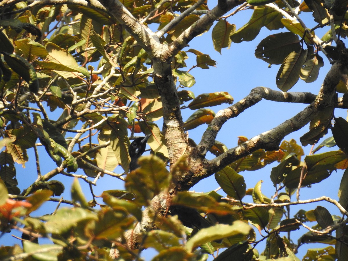 Bare-necked Fruitcrow - Raul Afonso Pommer-Barbosa - Amazon Birdwatching