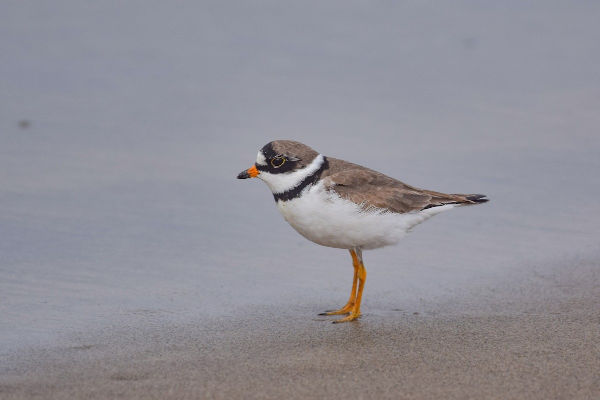 Semipalmated Plover - ML617678925