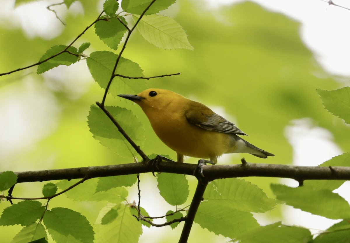 Prothonotary Warbler - ML617678927