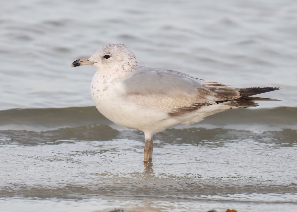 Ring-billed Gull - Russell Brown