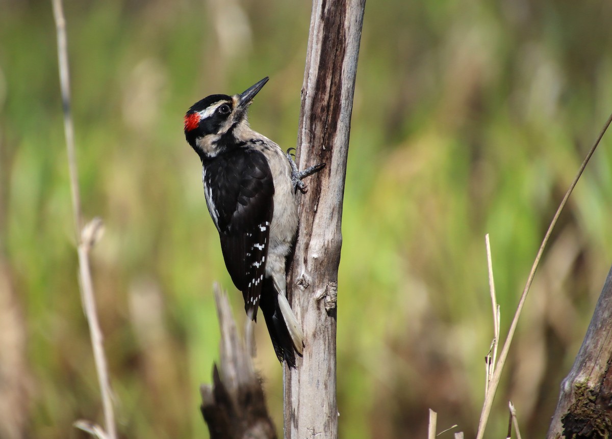 Hairy Woodpecker (Pacific) - Dianne Murray