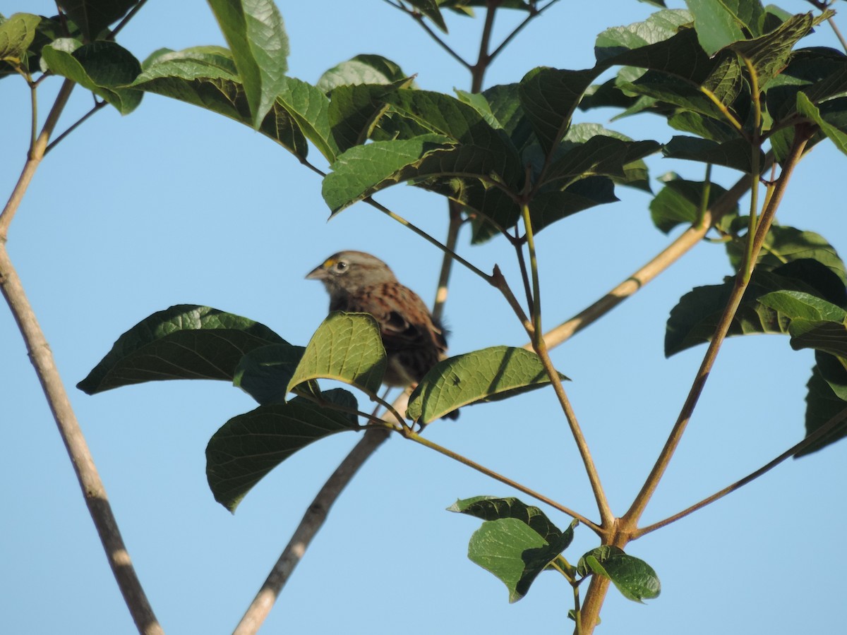 Grassland Sparrow - ML617678944
