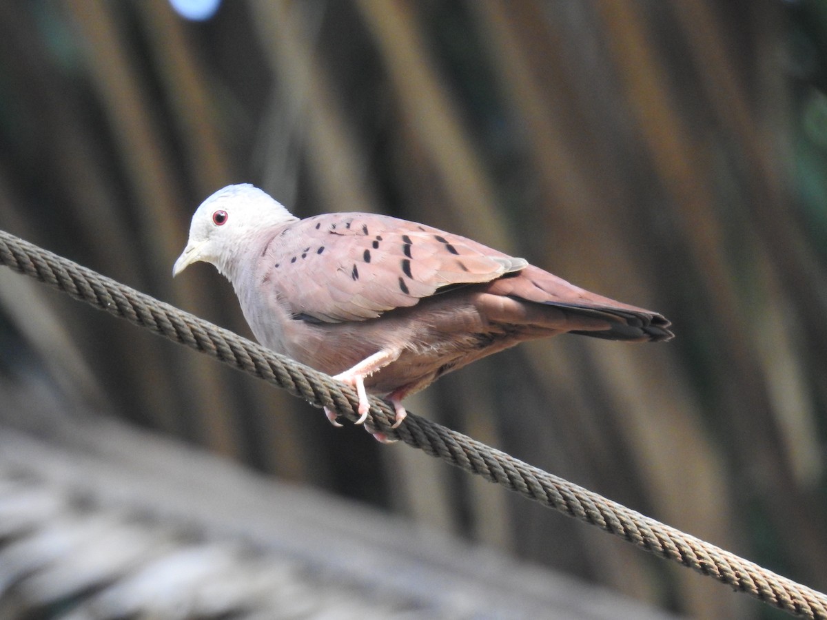 Ruddy Ground Dove - Raul Afonso Pommer-Barbosa - Amazon Birdwatching