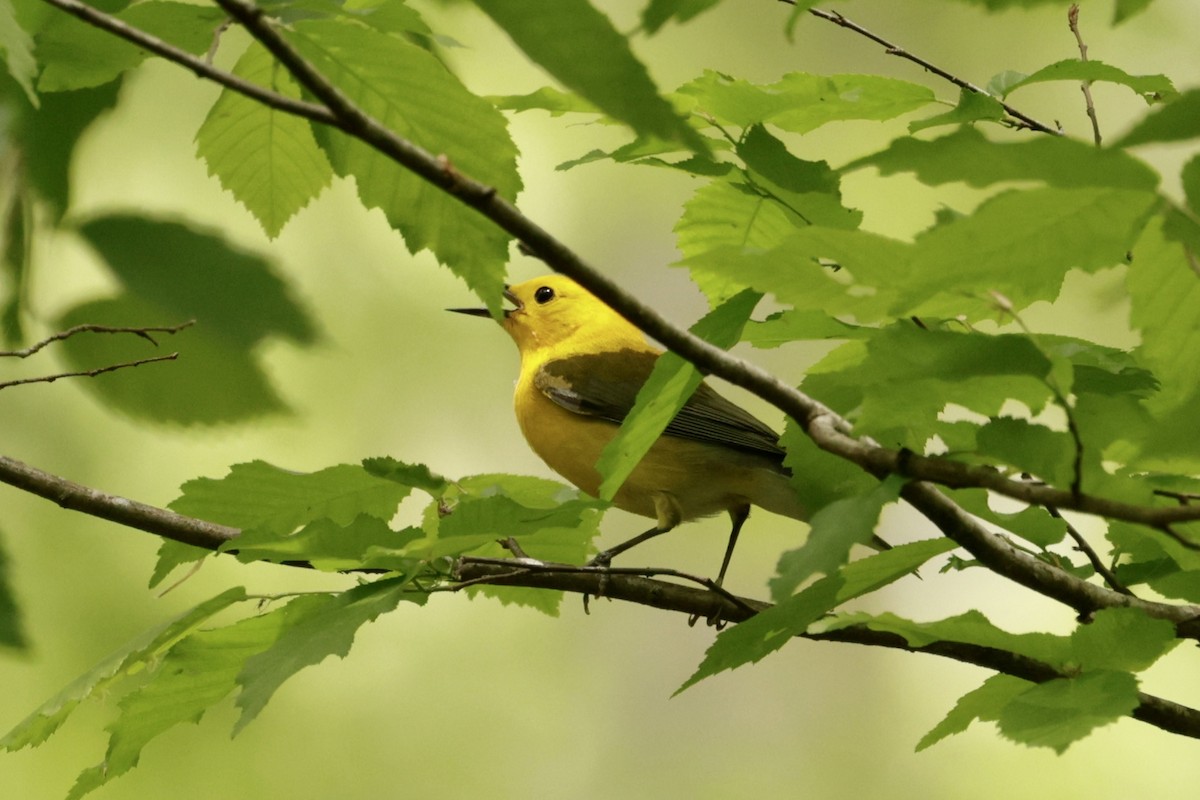 Prothonotary Warbler - Bert Fisher