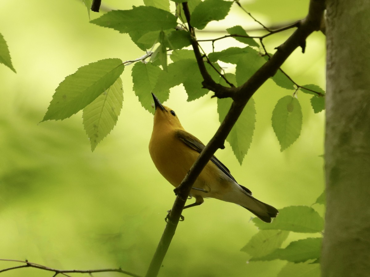 Prothonotary Warbler - ML617678961