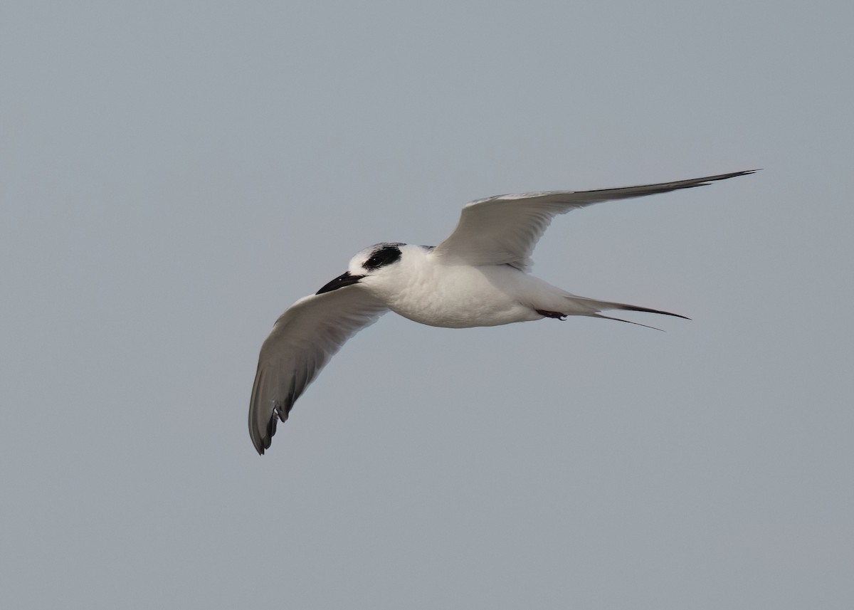 Forster's Tern - Russell Brown