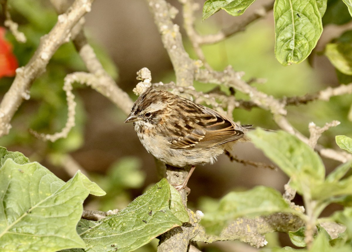 Rufous-collared Sparrow - Katrina Moilanen