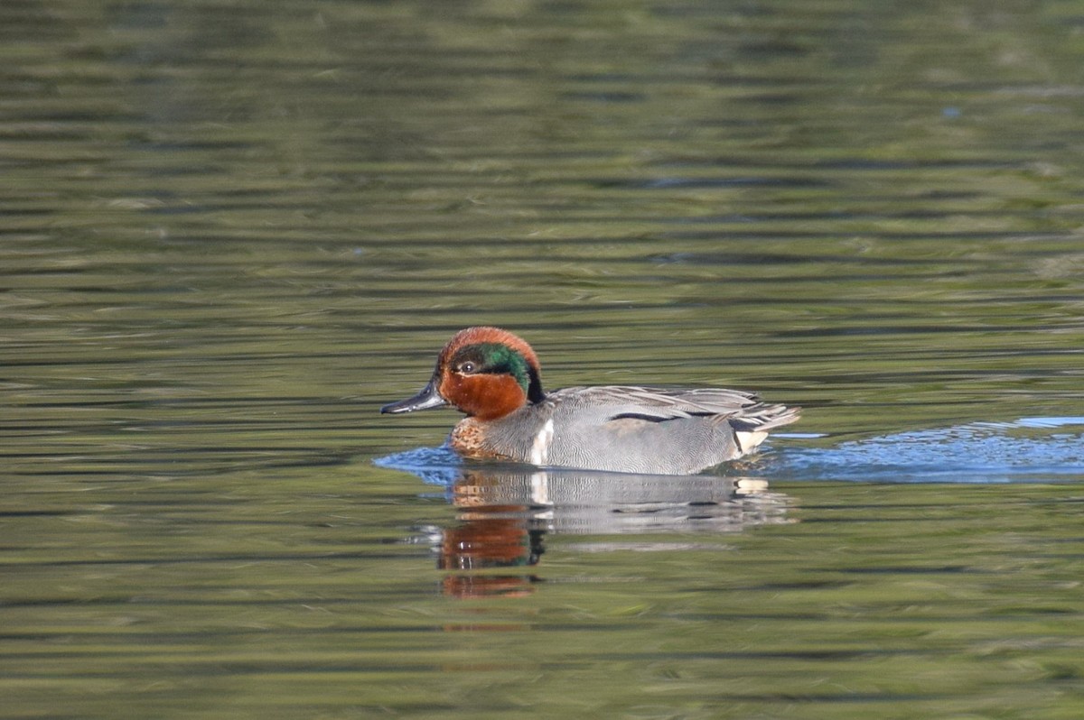 Green-winged Teal - ML617678983