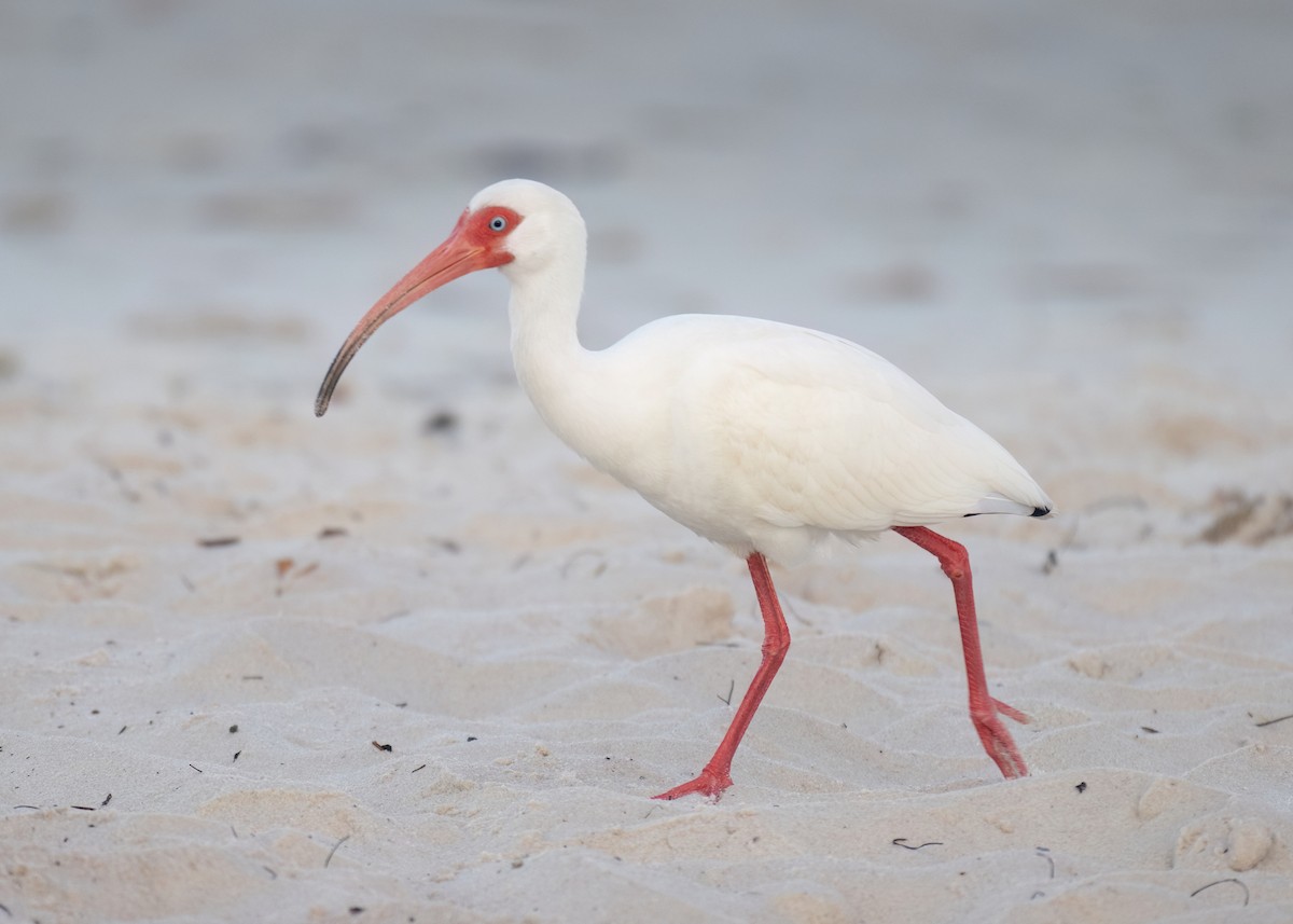 White Ibis - Russell Brown