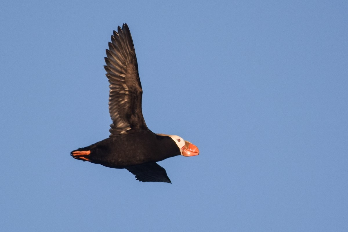 Tufted Puffin - ML617679011