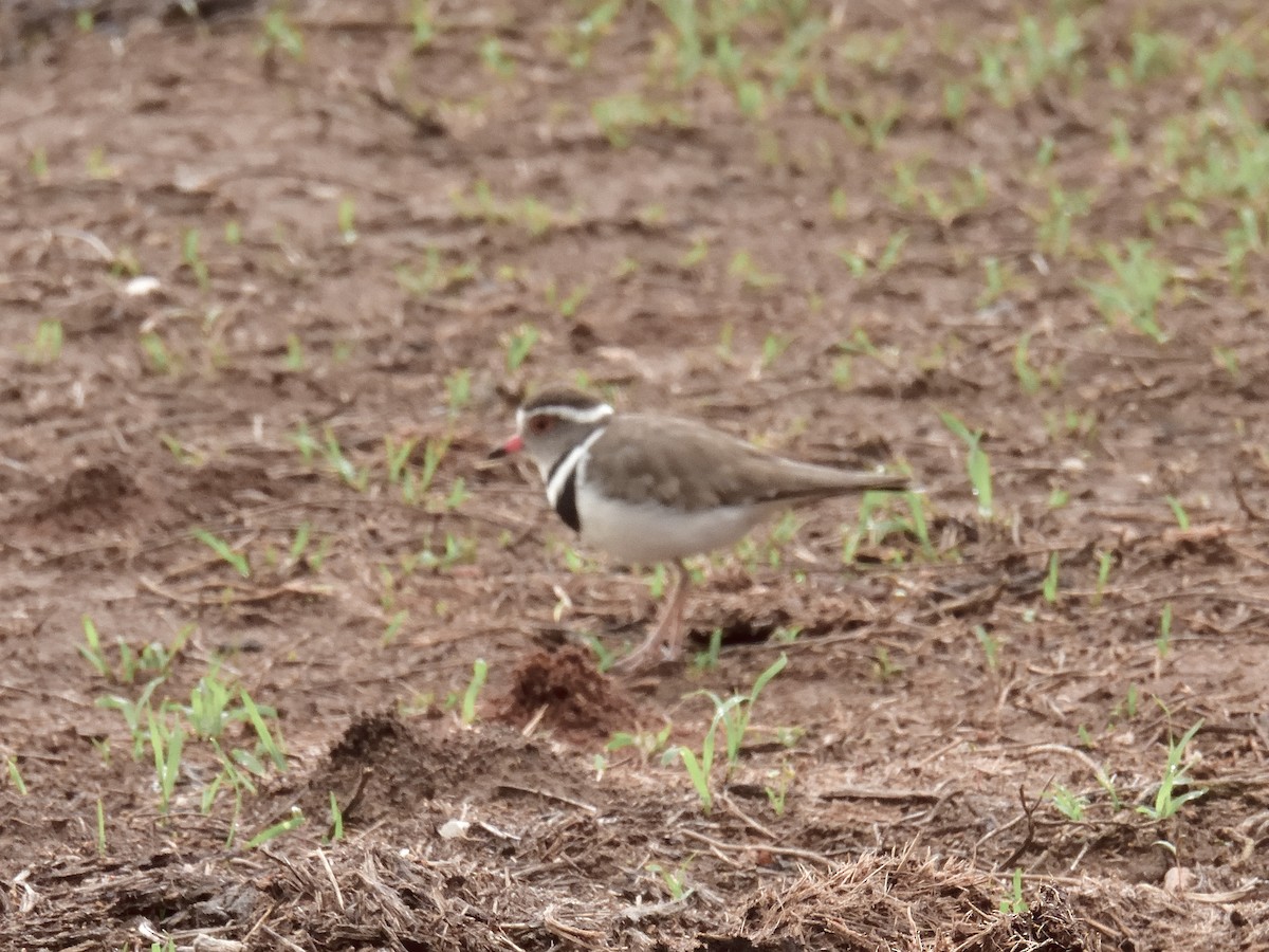 Three-banded Plover - ML617679026