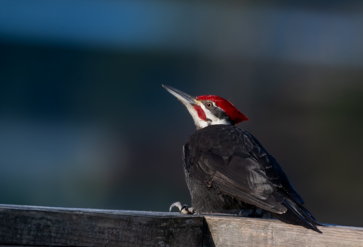 Pileated Woodpecker at Cheam Lake Wetlands Regional Park by Chris McDonald