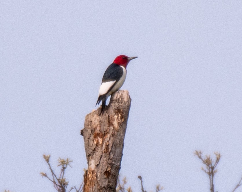 Red-headed Woodpecker - ML617679105