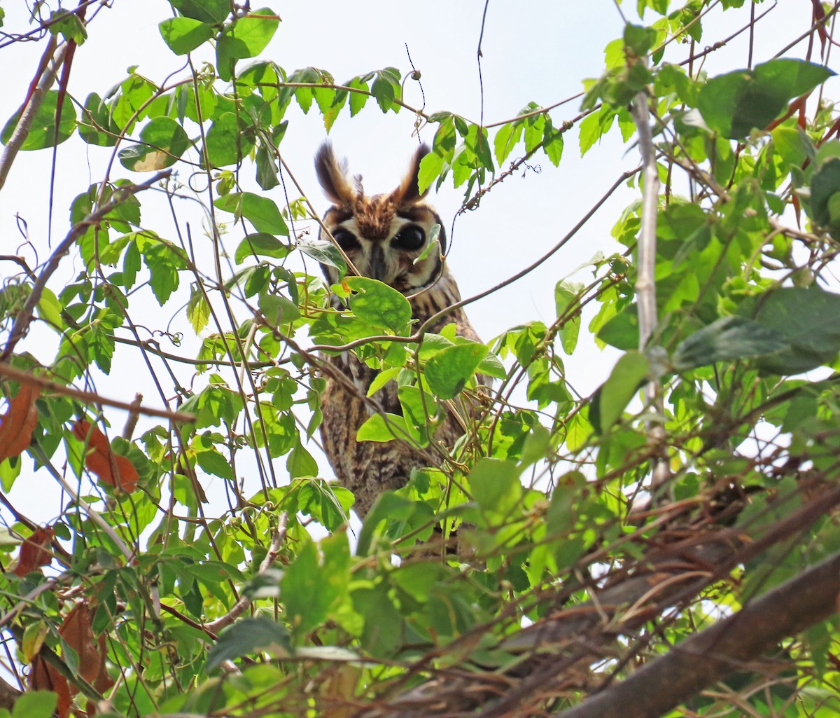 Striped Owl - ML617679134