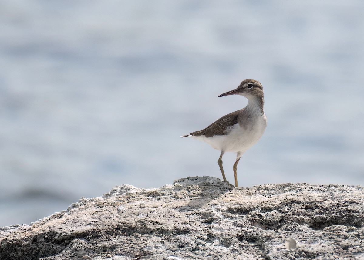 Spotted Sandpiper - Russell Brown
