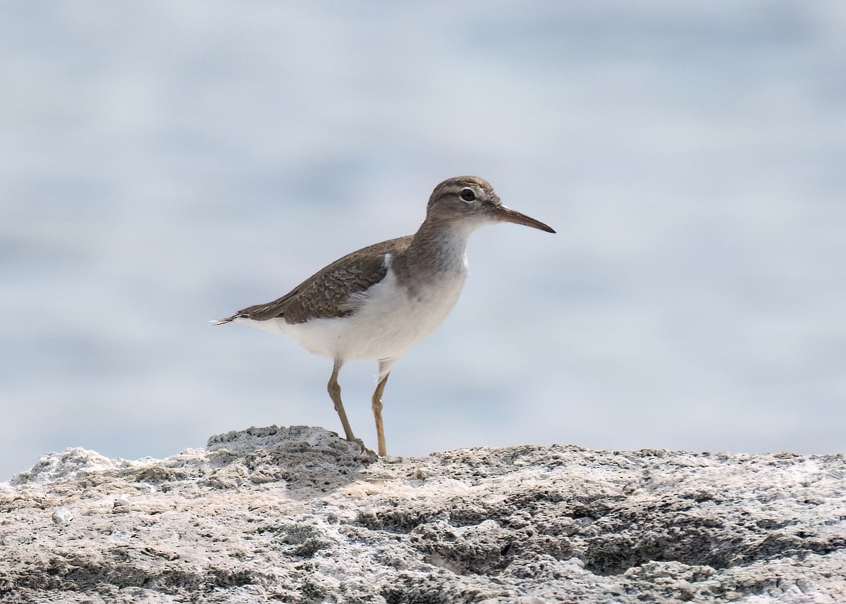 Spotted Sandpiper - Russell Brown