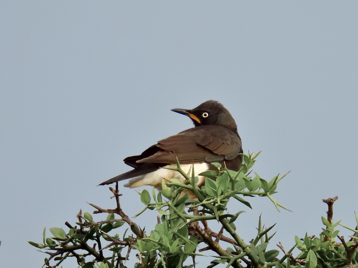 African Pied Starling - ML617679155