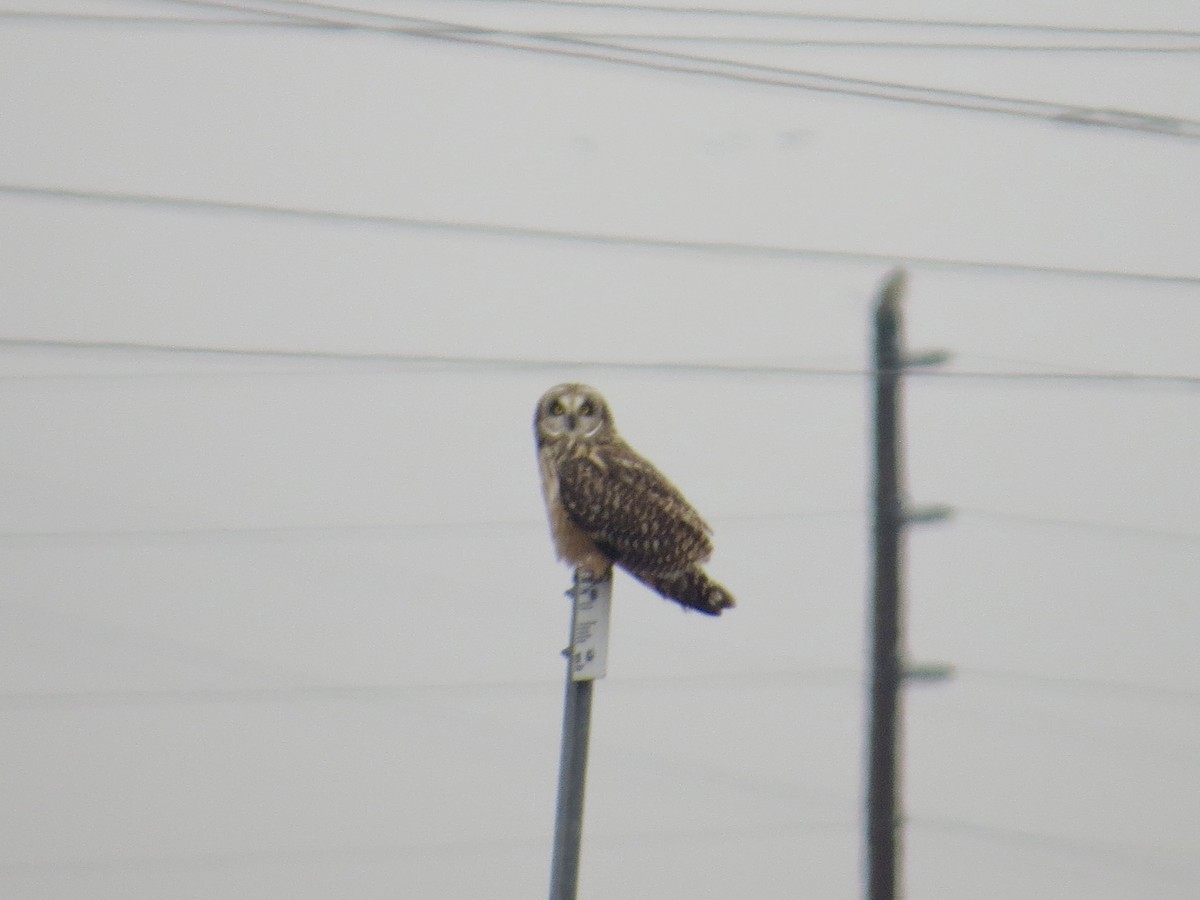Short-eared Owl (Northern) - ML617679159