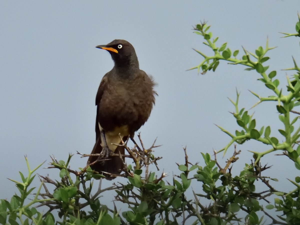 African Pied Starling - ML617679168