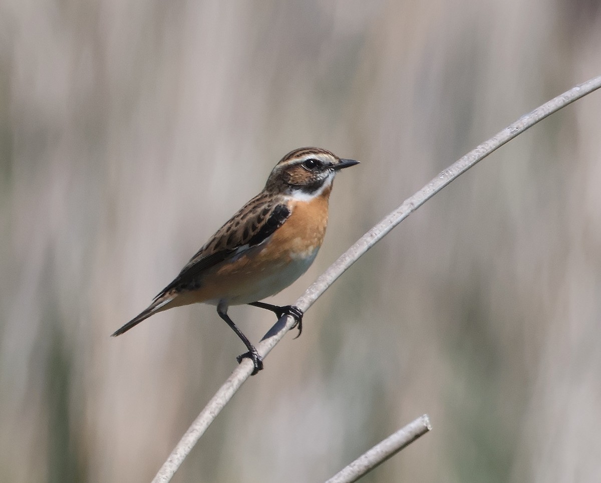 Whinchat - ML617679286