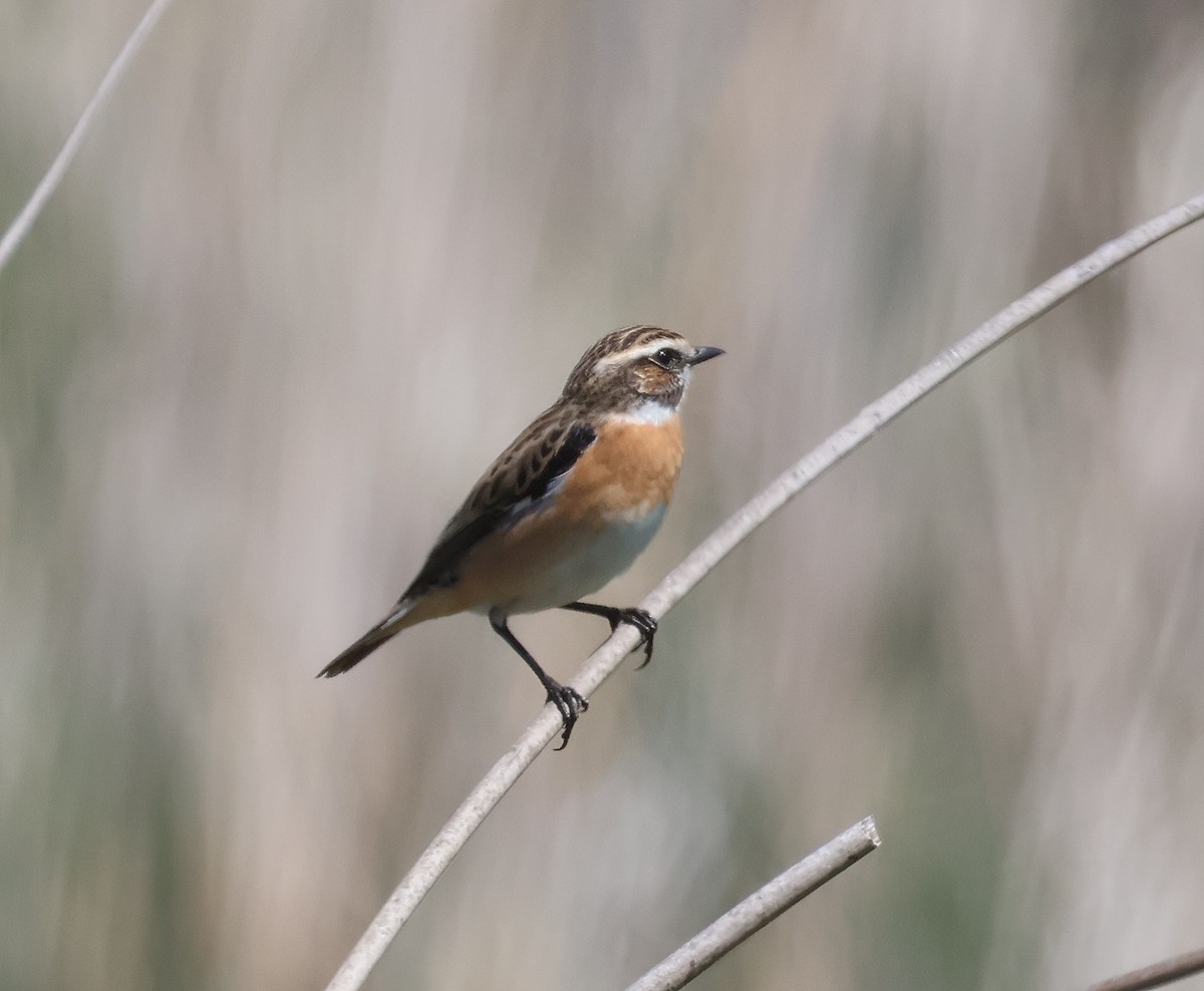 Whinchat - ML617679291
