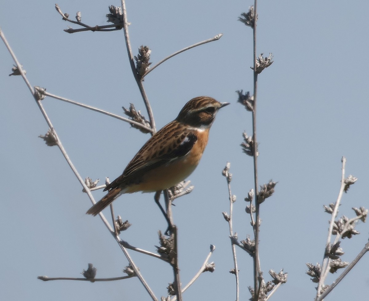 Whinchat - ML617679300