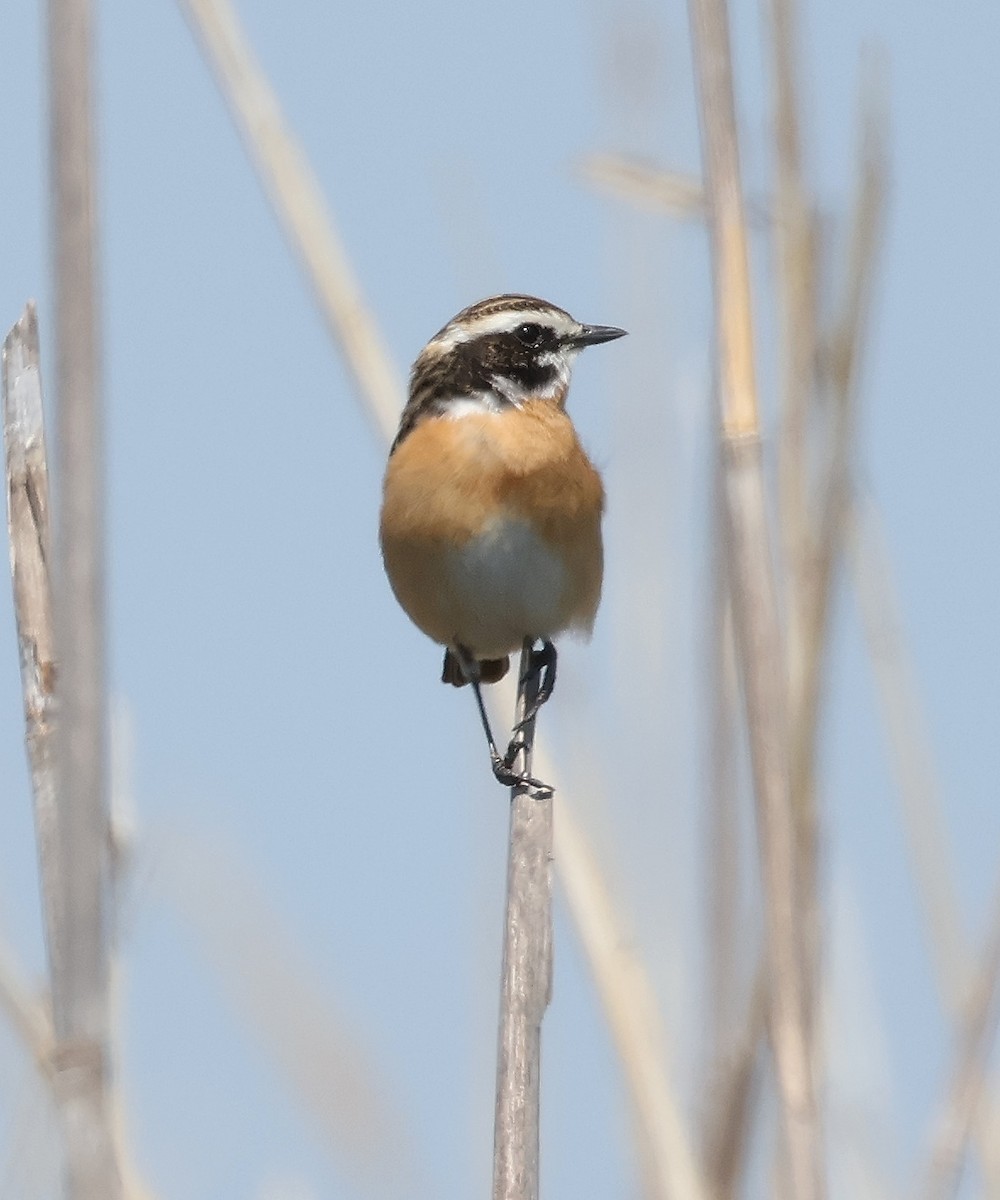 Whinchat - ML617679301