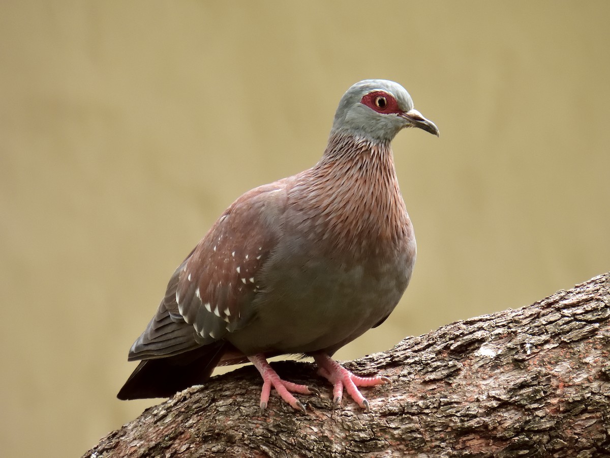 Speckled Pigeon - ML617679373