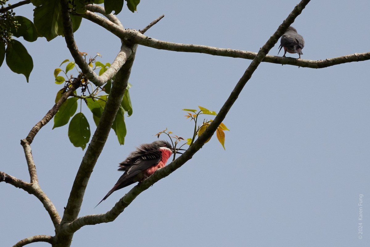 Rosy Bee-eater - ML617679395