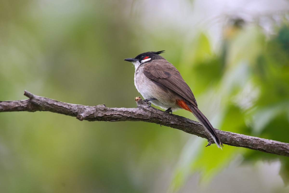 Red-whiskered Bulbul - Thomas Ford-Hutchinson