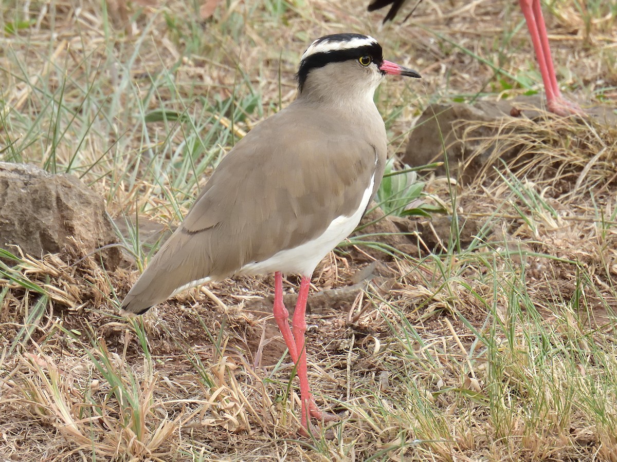 Crowned Lapwing - ML617679417