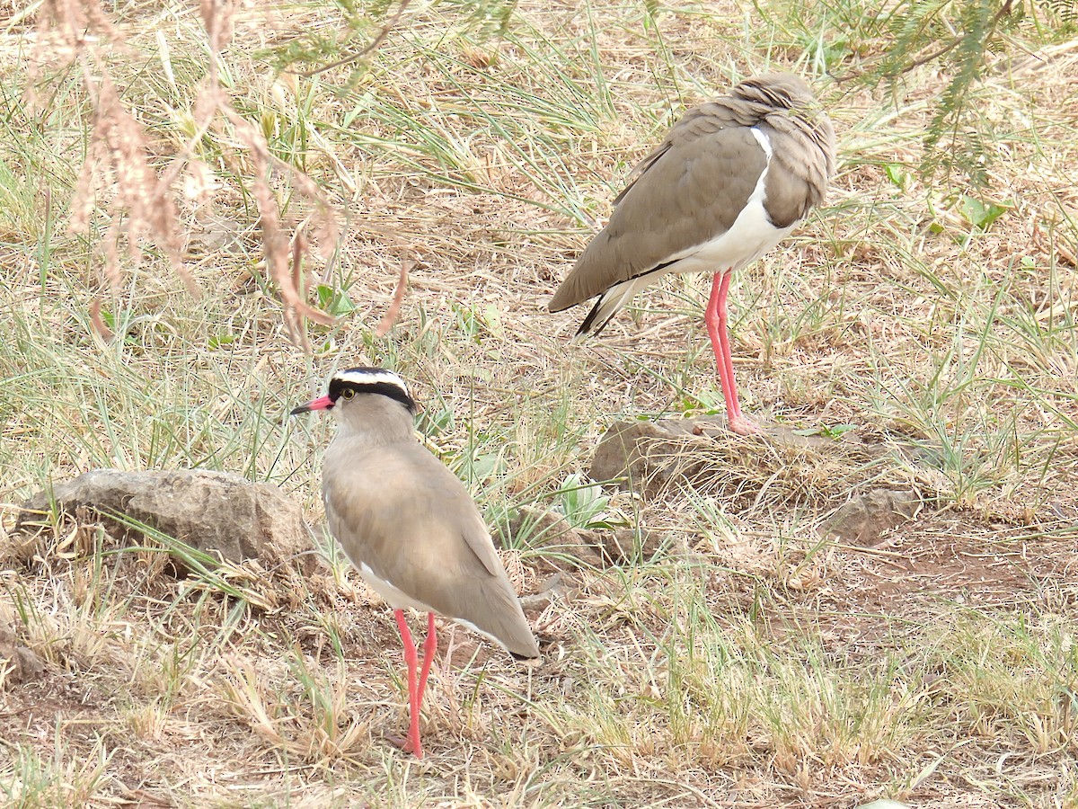 Crowned Lapwing - ML617679424