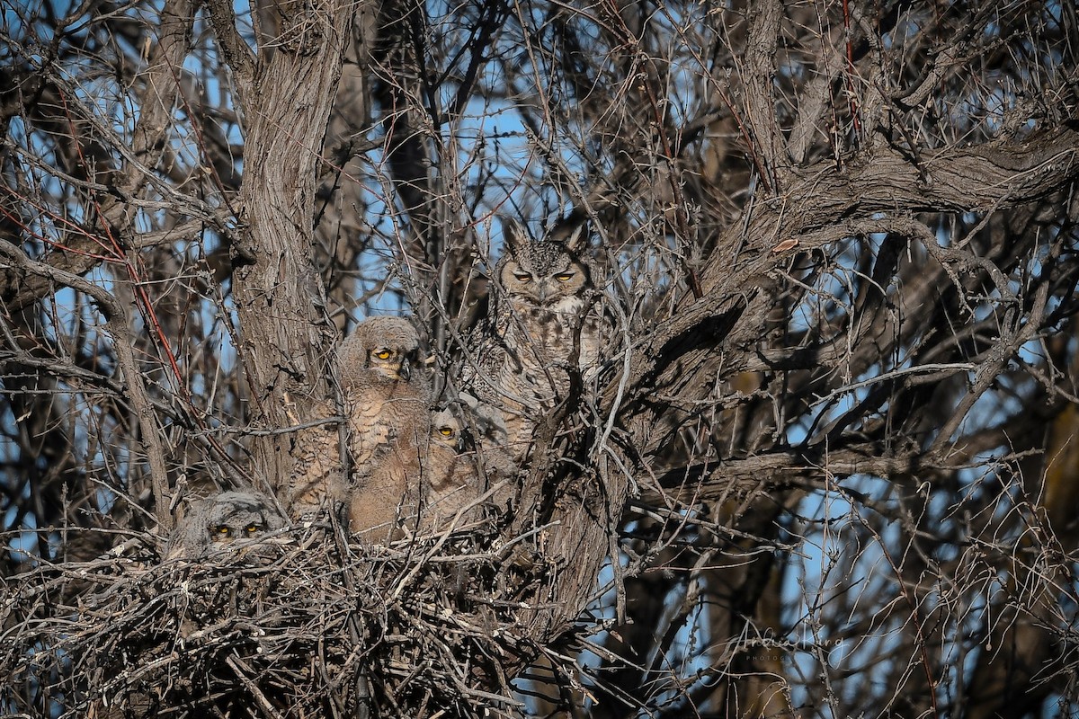 Great Horned Owl - ML617679436
